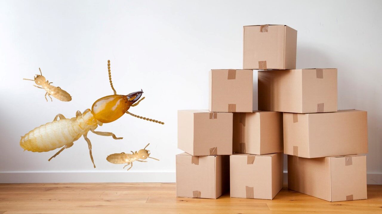 Do cardboard boxes invite termites